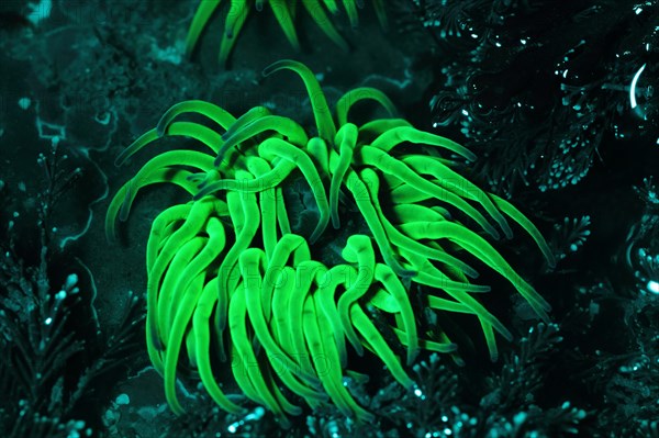 Opelet anemone