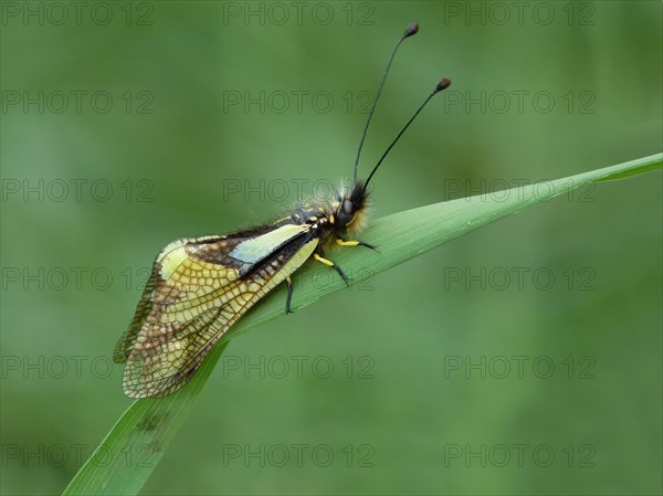 Ascalaphid