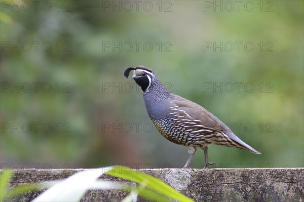 California Quail