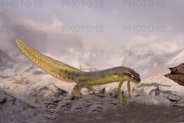 Red-spotted Newt