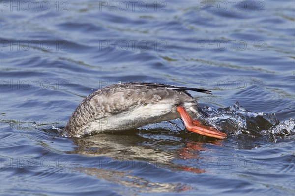 Red-breasted merganser