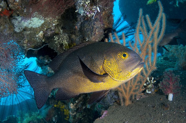 Adult Midnight midnight snapper