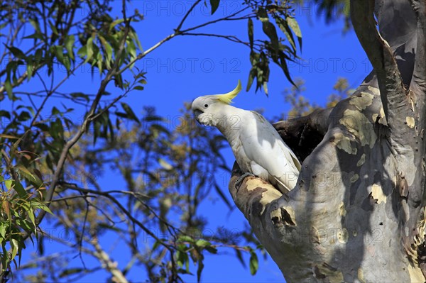Sulphur-crested cockatoo