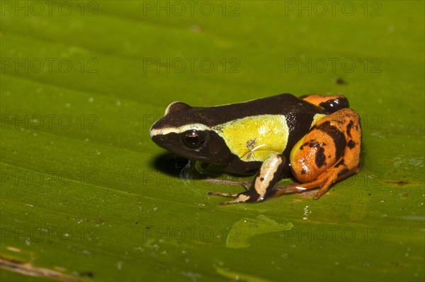 Madagascar frog