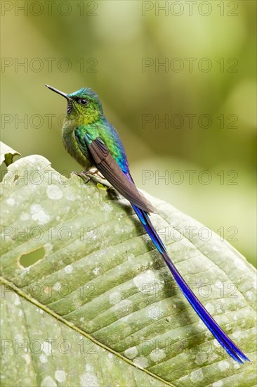 Violet-tailed sylph