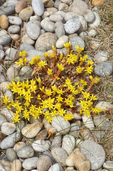 Biting Stonecrop
