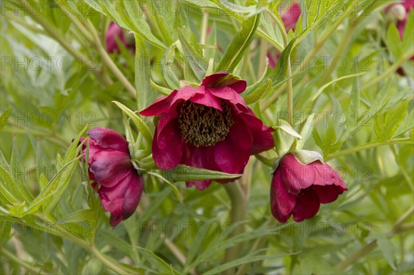 Delavay's Bush Peony