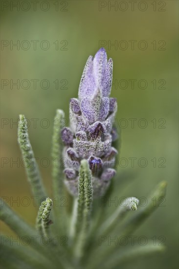 Woolly Lavender
