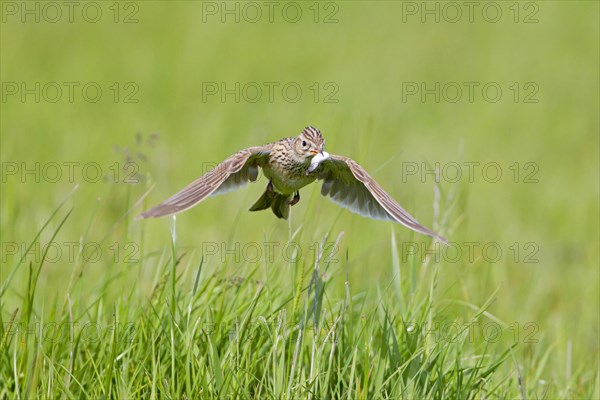 Skylark