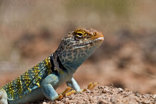 Golden headed collared iguana