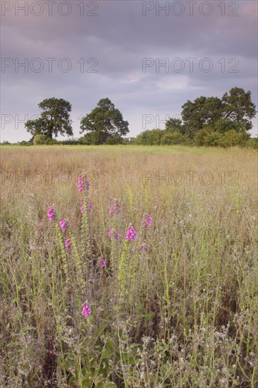 Common Foxglove