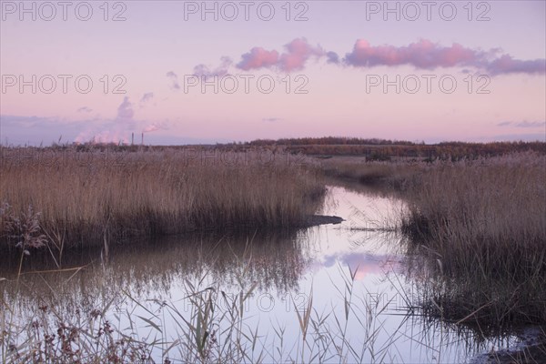 Common Reed