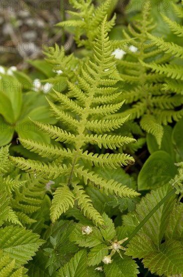 Beech Fern