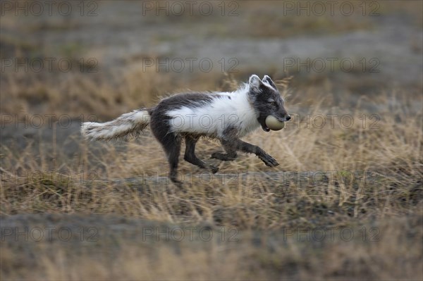 Arctic fox