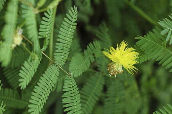 Sensitive plant