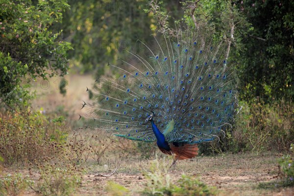 Indian peafowl
