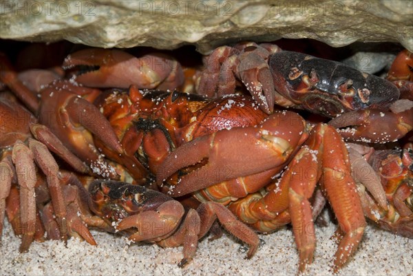 Christmas island red crab
