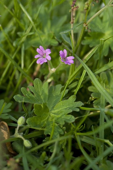 Dove's-foot cranesbill