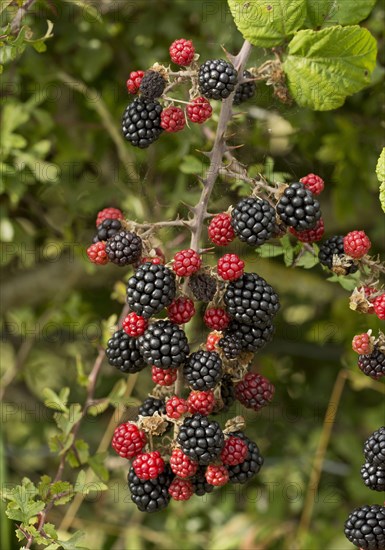 Bramble
