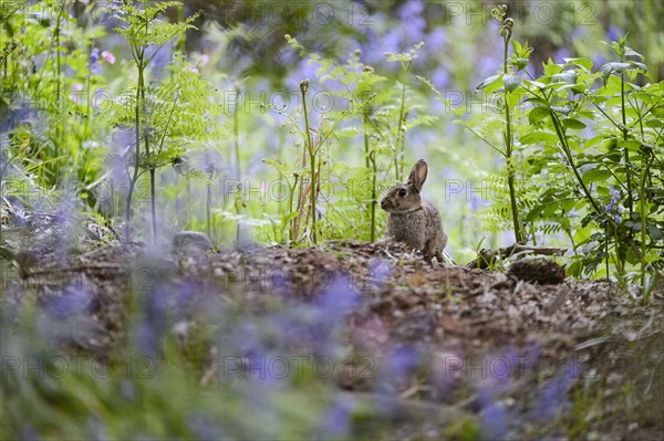 European Rabbit