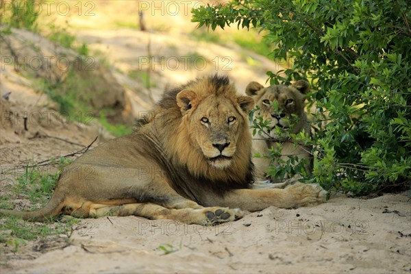 Lion
