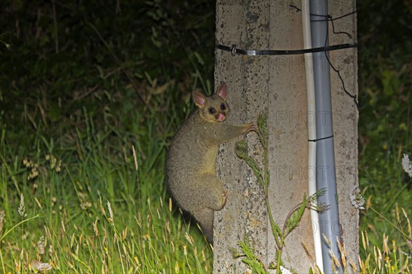 Common Brushtail Possum