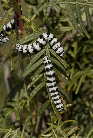 Roseate Emperor