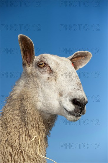 Domestic Sheep
