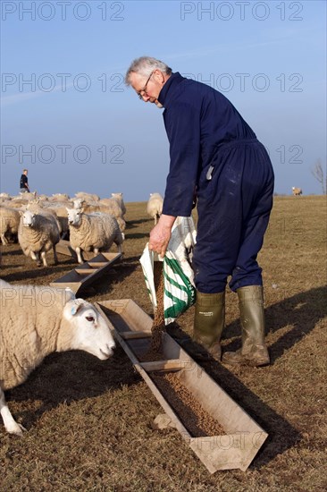 Sheep farming