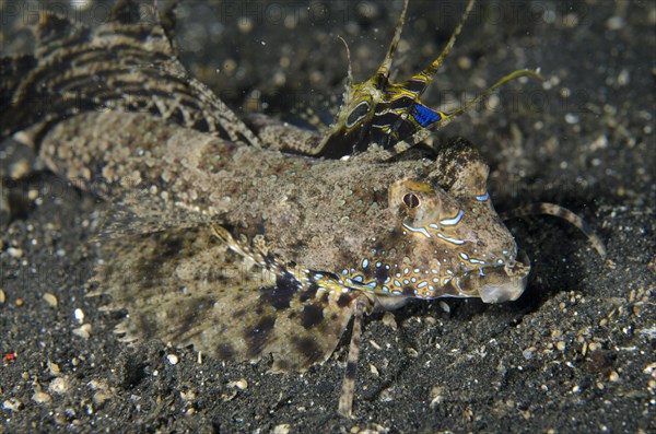 Fingered Dragonet