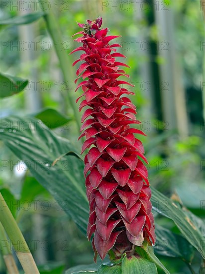 Bearded spiral ginger