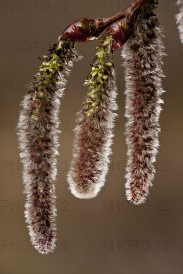 Silver poplar