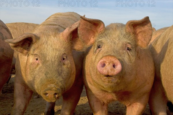 Domestic Pig