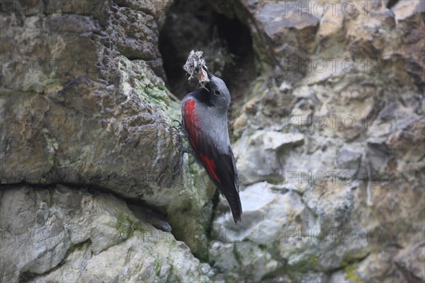 Wallcreeper