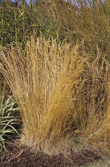 Grassless sheep's fescue