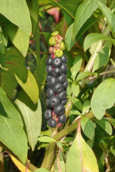 Kermesberry