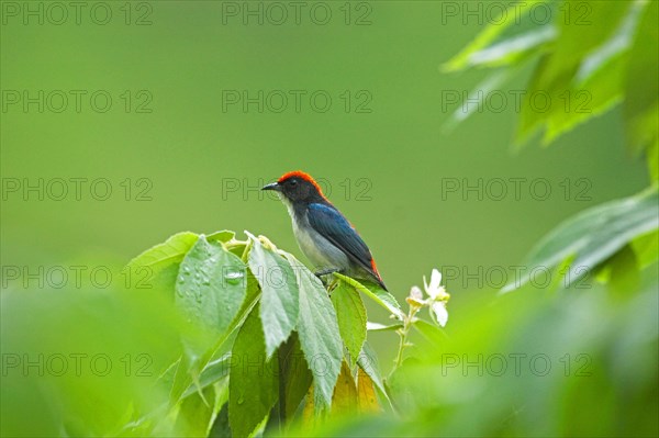 Scarlet-backed Flowerpecker