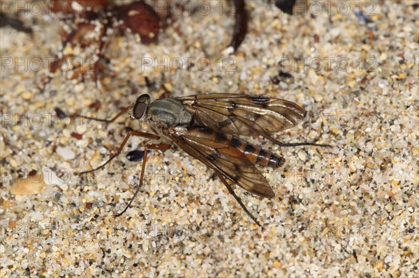 Downlooker snipe flies