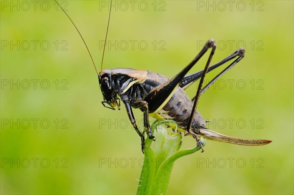 Alpine dark bush crickets