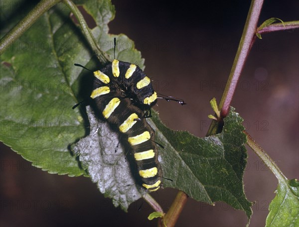Moth