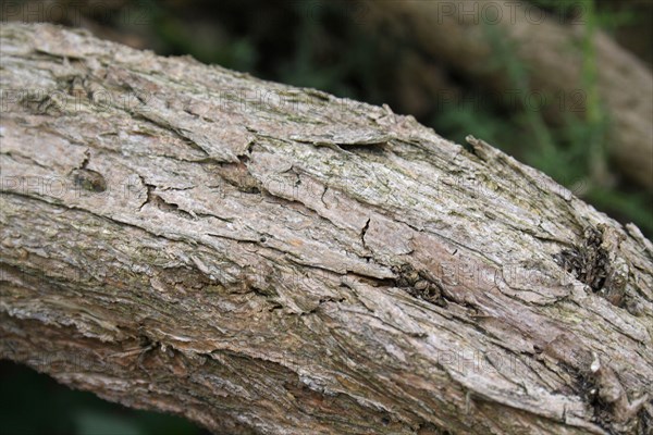 Common Gorse