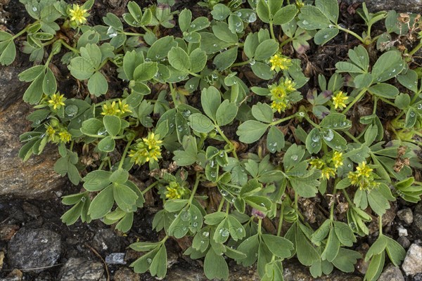 Creeping Sibbaldia