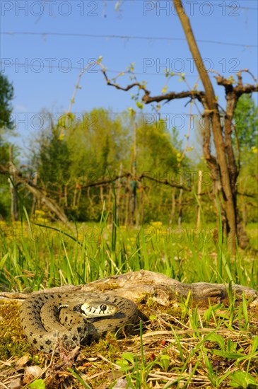 Grass snake