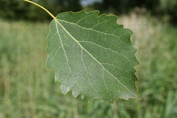 European common aspen