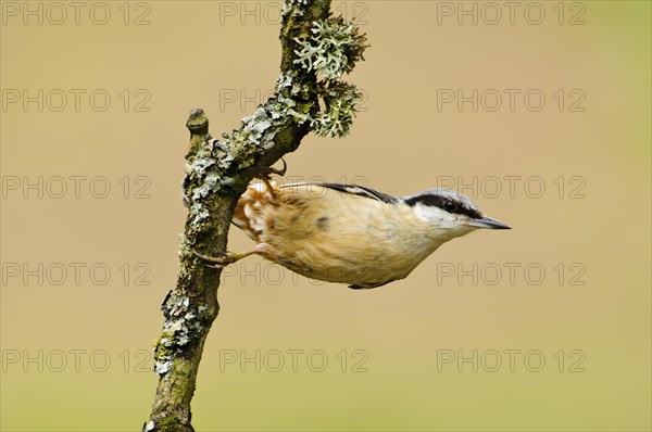 Eurasian Nuthatch
