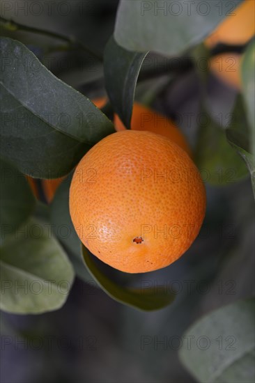 Citrus fruit
