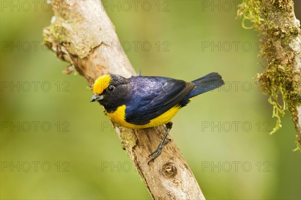 Orange-bellied Euphonia