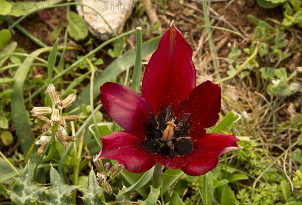 Cypriot tulip