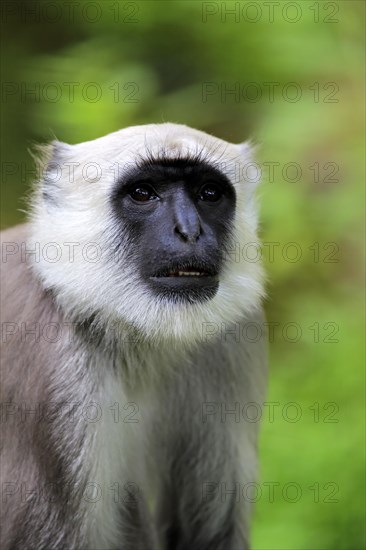 Northern plains gray langur