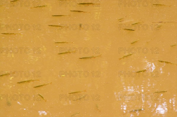 Shoal of young Roach